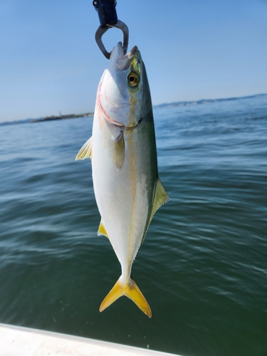 ワカシの釣果