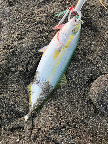 イナダの釣果