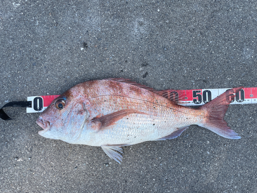 マダイの釣果