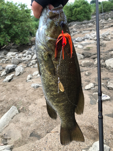 スモールマウスバスの釣果