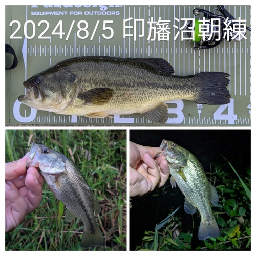 ブラックバスの釣果