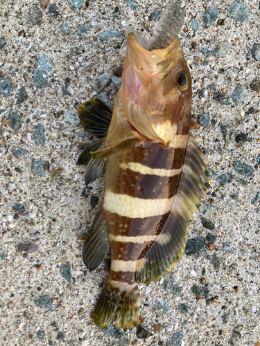 アオハタの釣果