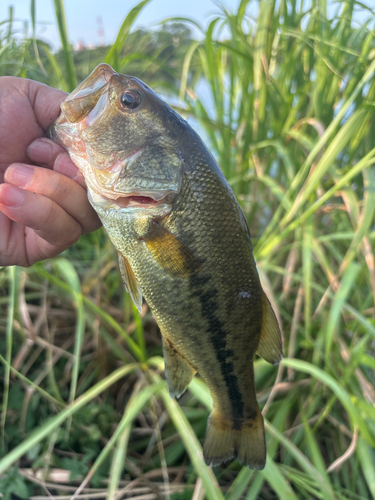 ラージマウスバスの釣果