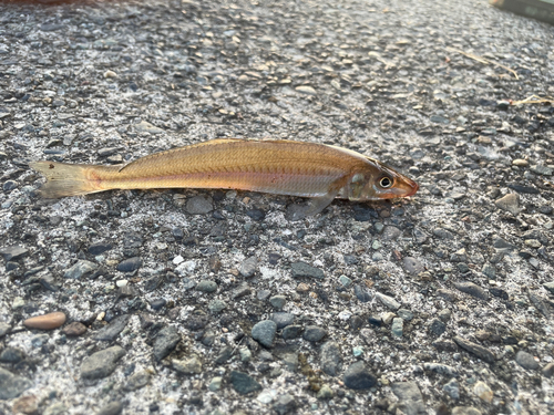 キスの釣果