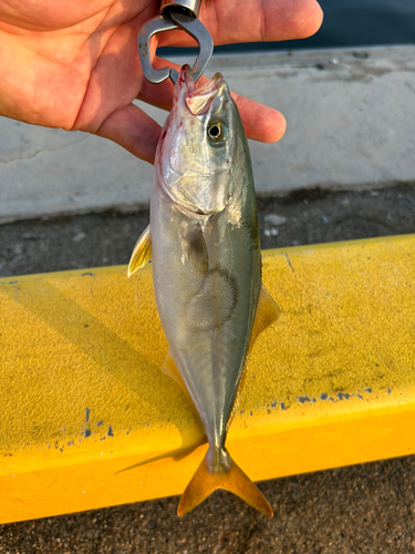 ワカシの釣果