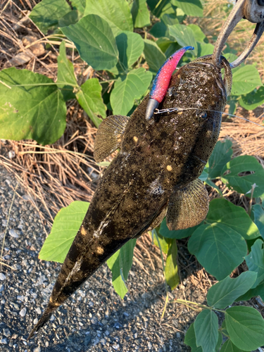 マゴチの釣果