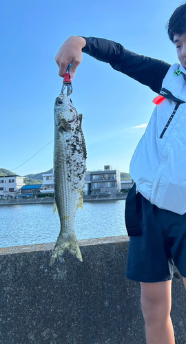 ボラの釣果