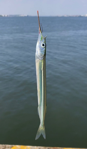 サヨリの釣果