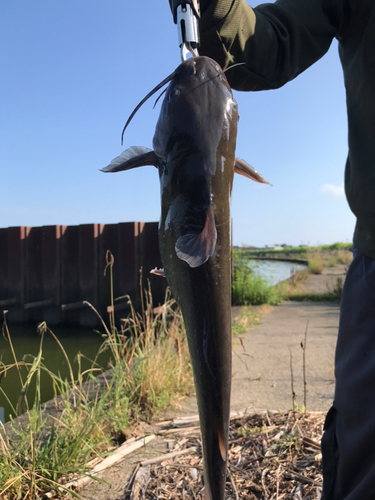 アメリカナマズの釣果