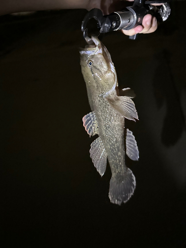 カワアナゴの釣果