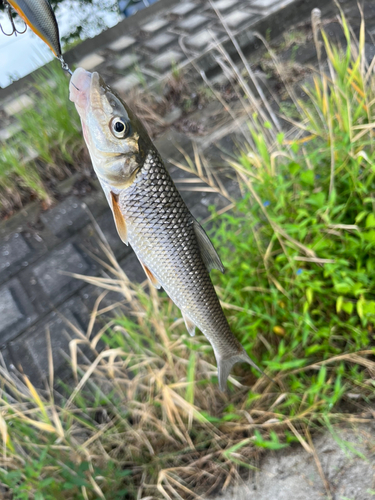 ニゴイの釣果