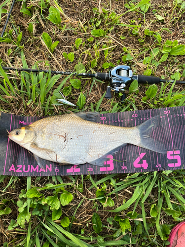 ダントウボウの釣果