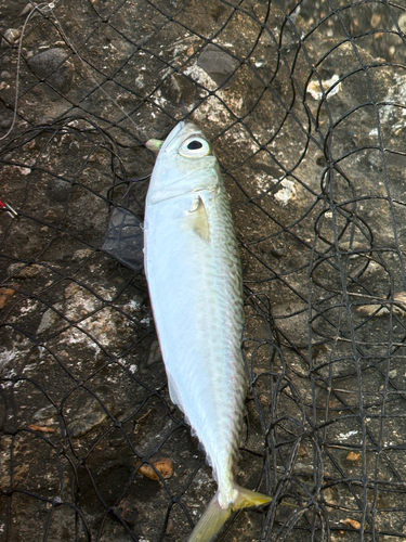 サバの釣果