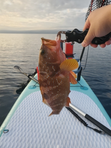 キジハタの釣果