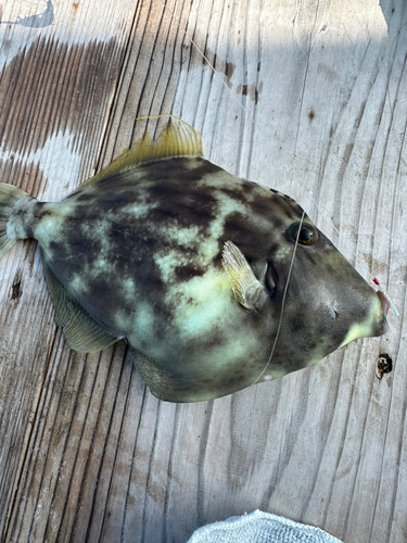 ウマヅラハギの釣果