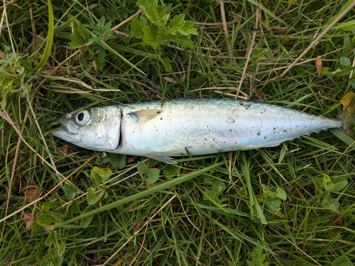 サバの釣果