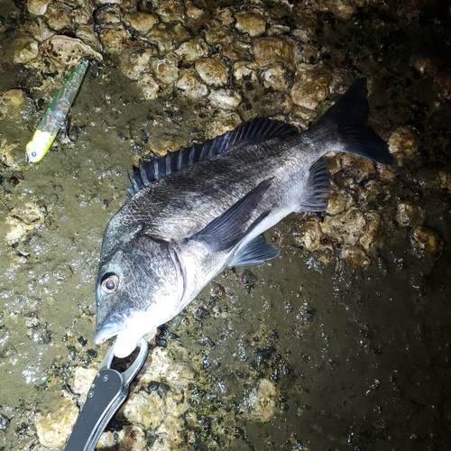 チヌの釣果