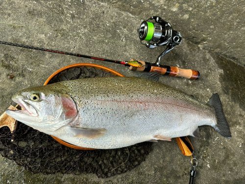 ニジマスの釣果