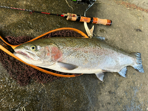 ニジマスの釣果