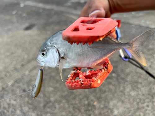 メッキの釣果