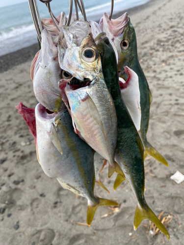 ワカシの釣果