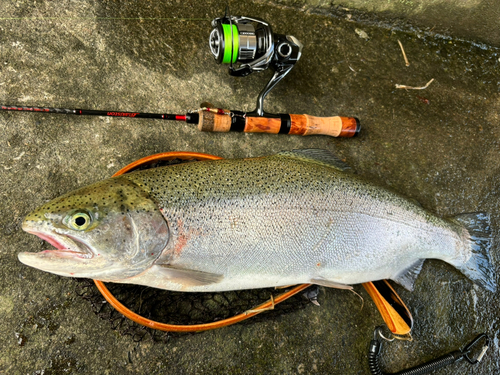 ニジマスの釣果