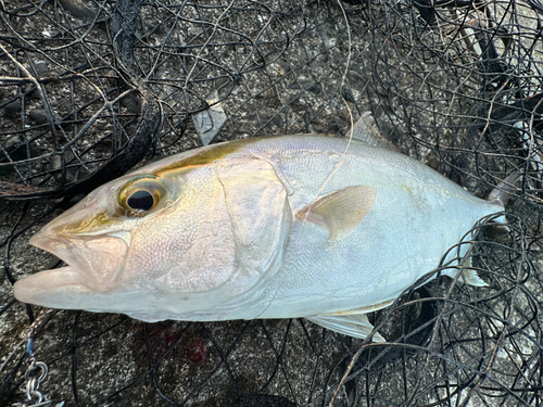 ネリゴの釣果