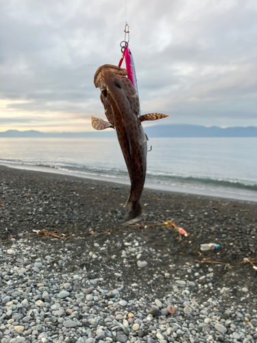 オオモンハタの釣果