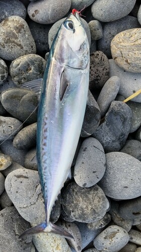 マルソウダの釣果