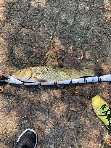 ニゴイの釣果