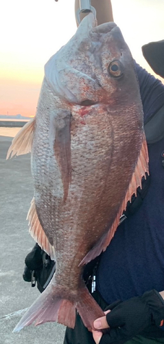 タイの釣果