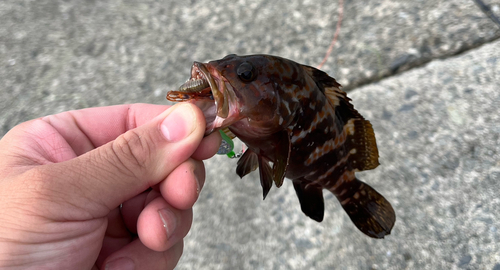 キジハタの釣果