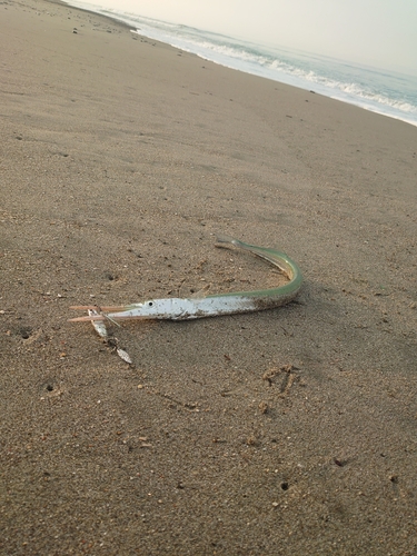 ダツの釣果