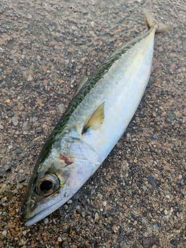 サバの釣果