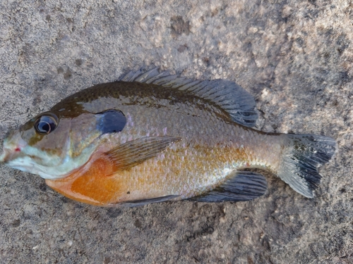 ブルーギルの釣果