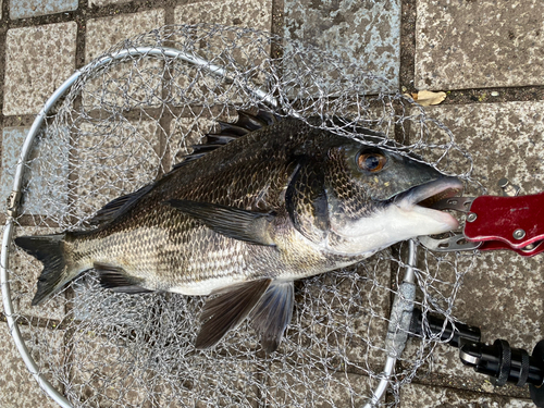 クロダイの釣果