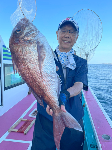 マダイの釣果