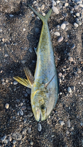 シイラの釣果