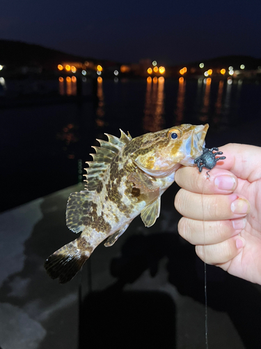 タケノコメバルの釣果