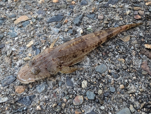 コチの釣果