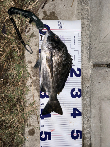 チヌの釣果