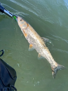 ウグイの釣果