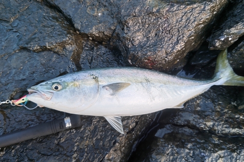 イナダの釣果