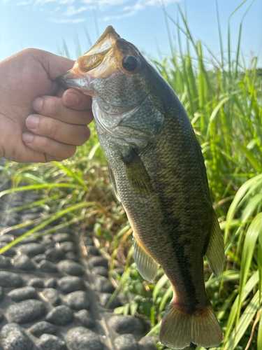 ラージマウスバスの釣果