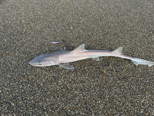 ドチザメの釣果