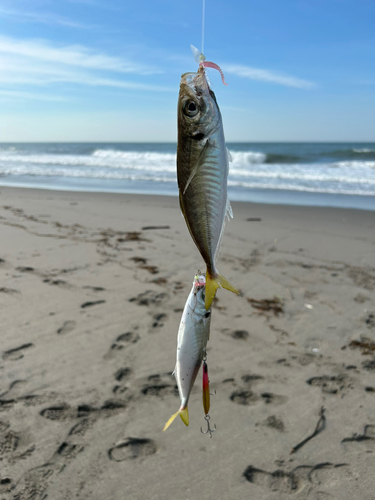 マアジの釣果