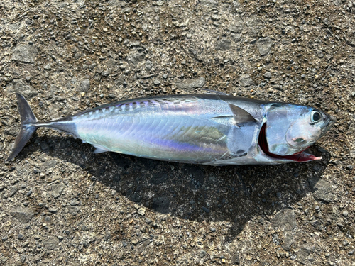 ソウダガツオの釣果