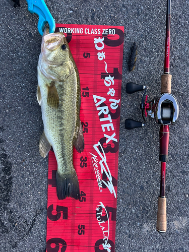 ブラックバスの釣果