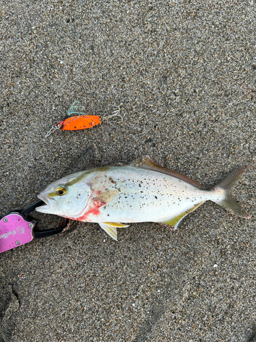 ショゴの釣果