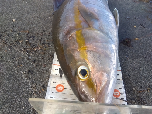 カンパチの釣果